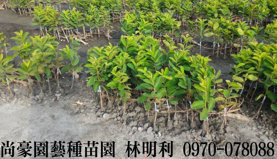 芭樂苗,土芭樂苗,珍珠芭樂苗,林明利0970-078088,尚豪園藝種苗園,水果苗,水果樹苗,果樹苗,水果苗批發,水果樹苗批發,果樹苗批發