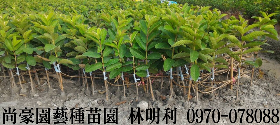 芭樂苗,土芭樂苗,珍珠芭樂苗,林明利0970-078088,尚豪園藝種苗園,水果苗,水果樹苗,果樹苗,水果苗批發,水果樹苗批發,果樹苗批發