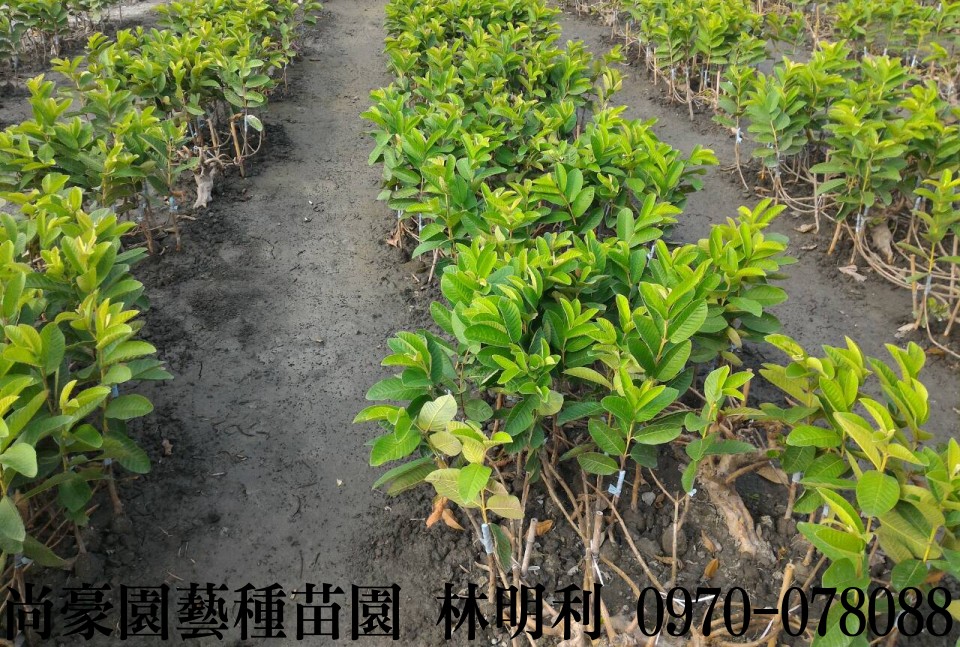 芭樂苗,土芭樂苗,珍珠芭樂苗,林明利0970-078088,尚豪園藝種苗園,水果苗,水果樹苗,果樹苗,水果苗批發,水果樹苗批發,果樹苗批發