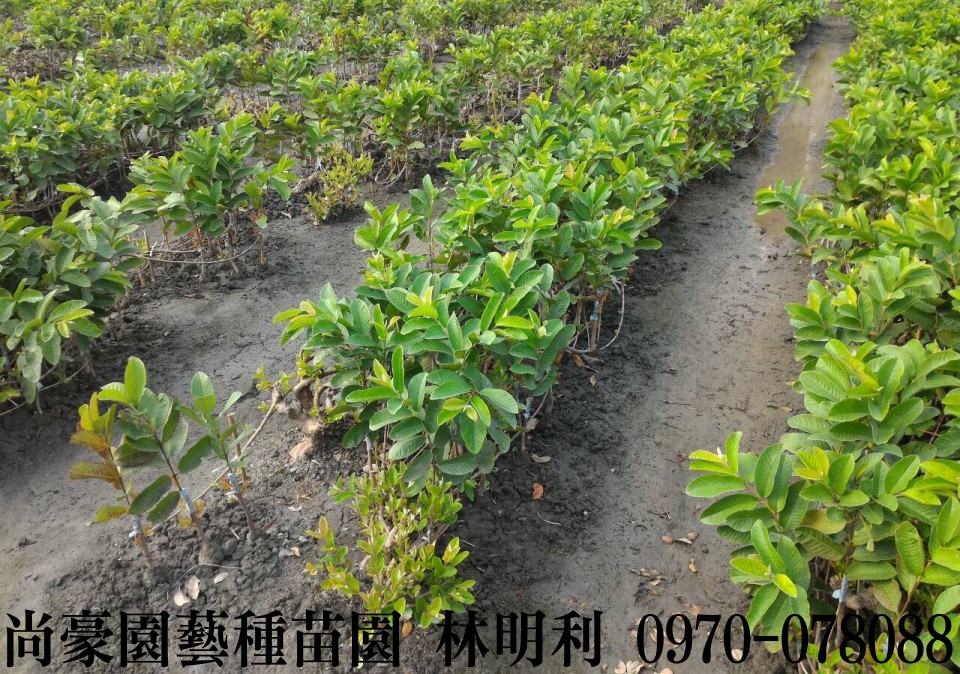 芭樂苗,土芭樂苗,珍珠芭樂苗,林明利0970-078088,尚豪園藝種苗園,水果苗,水果樹苗,果樹苗,水果苗批發,水果樹苗批發,果樹苗批發