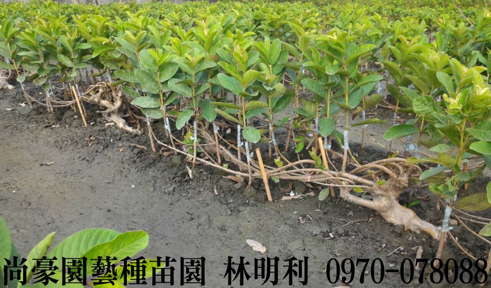 芭樂苗,土芭樂苗,珍珠芭樂苗,林明利0970-078088,尚豪園藝種苗園,水果苗,水果樹苗,果樹苗,水果苗批發,水果樹苗批發,果樹苗批發