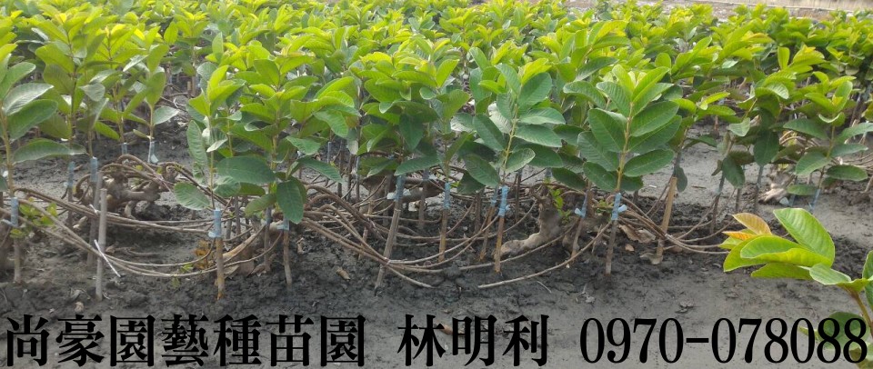 芭樂苗,土芭樂苗,珍珠芭樂苗,林明利0970-078088,尚豪園藝種苗園,水果苗,水果樹苗,果樹苗,水果苗批發,水果樹苗批發,果樹苗批發