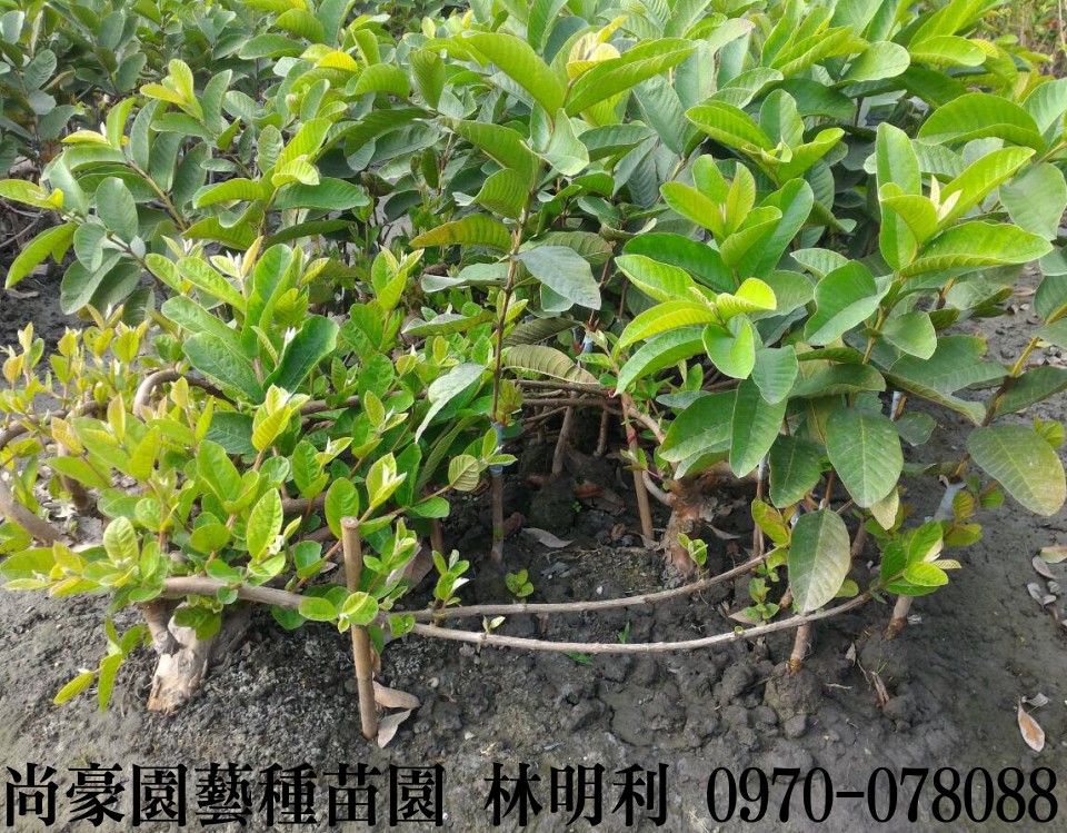 芭樂苗,土芭樂苗,珍珠芭樂苗,林明利0970-078088,尚豪園藝種苗園,水果苗,水果樹苗,果樹苗,水果苗批發,水果樹苗批發,果樹苗批發