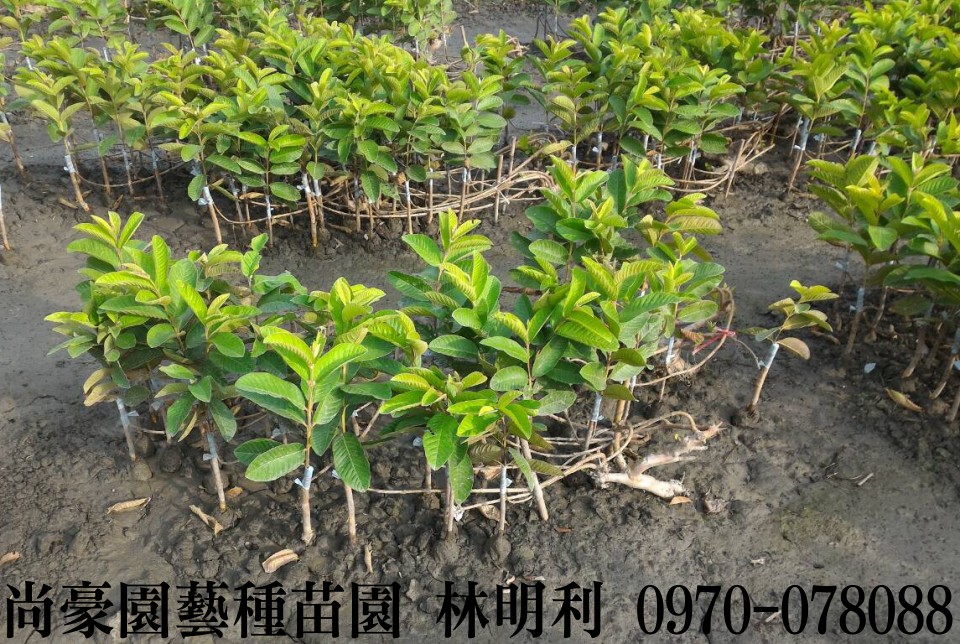 芭樂苗,土芭樂苗,珍珠芭樂苗,林明利0970-078088,尚豪園藝種苗園,水果苗,水果樹苗,果樹苗,水果苗批發,水果樹苗批發,果樹苗批發