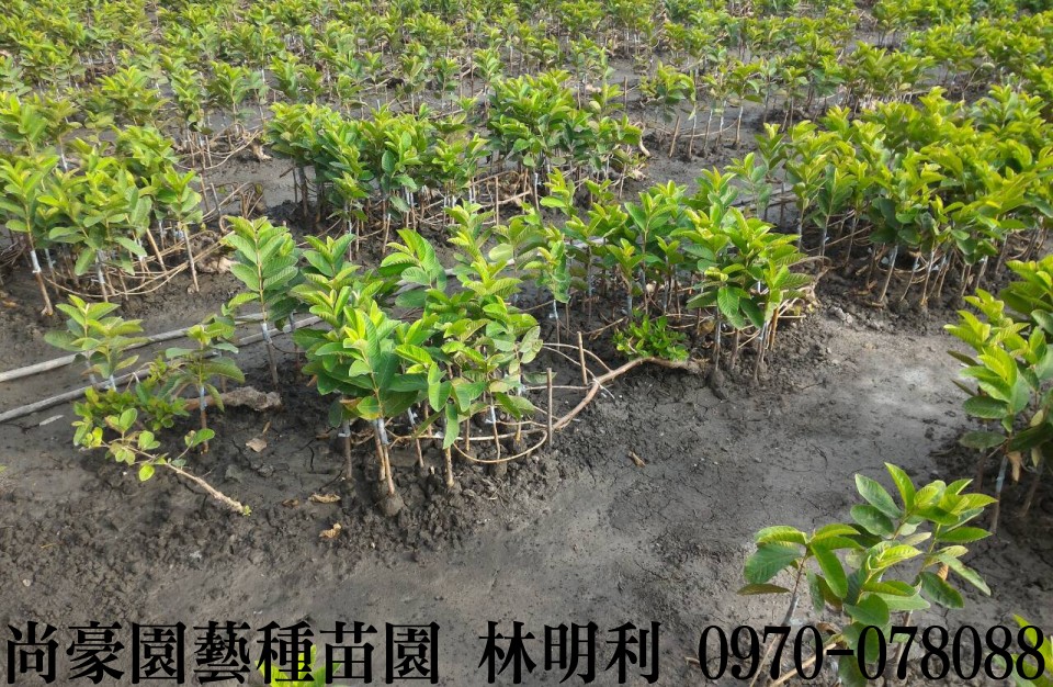 芭樂苗,土芭樂苗,珍珠芭樂苗,林明利0970-078088,尚豪園藝種苗園,水果苗,水果樹苗,果樹苗,水果苗批發,水果樹苗批發,果樹苗批發