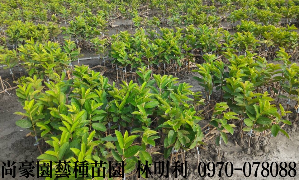 芭樂苗,土芭樂苗,珍珠芭樂苗,林明利0970-078088,尚豪園藝種苗園,水果苗,水果樹苗,果樹苗,水果苗批發,水果樹苗批發,果樹苗批發