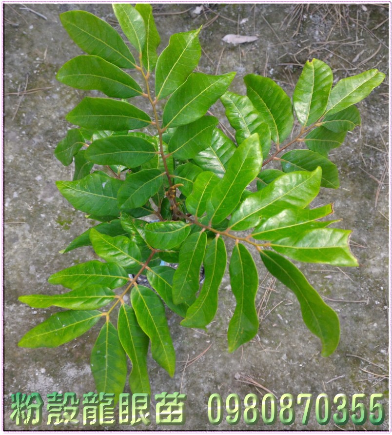 粉殼龍眼苗