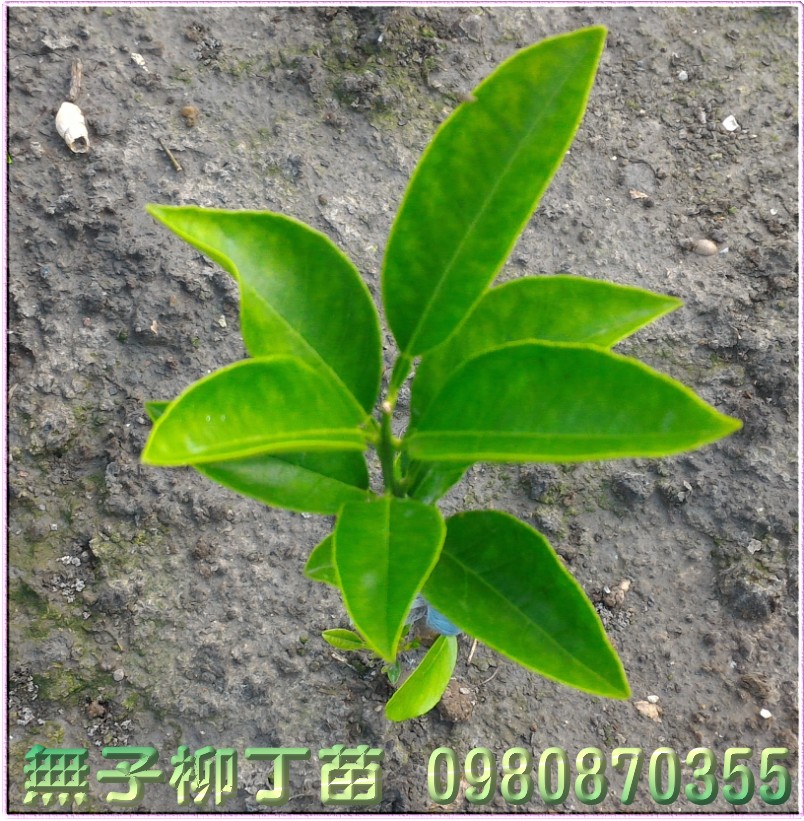 無子柳丁苗,無籽柳丁苗,森聯茂種苗園,0980-870355,無子柳丁樹苗,無籽柳丁樹苗,無子柳丁果苗,無籽柳丁果苗,無子柳丁種苗,無籽柳丁種苗,無子柳丁苗買賣,無子柳丁苗批發