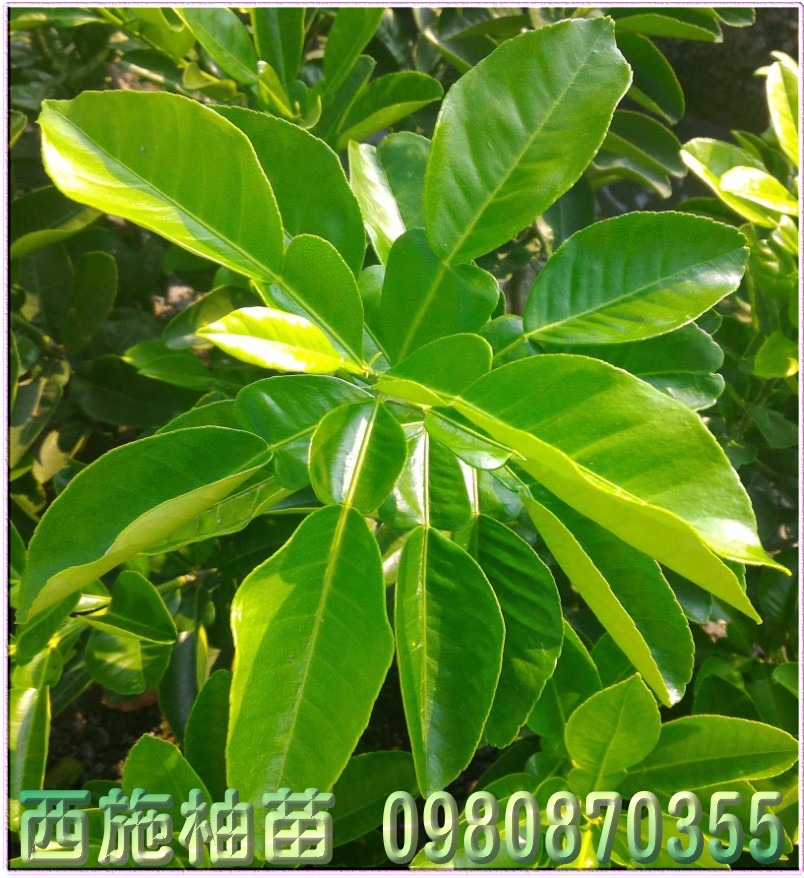 西施柚苗,森聯茂種苗園,0980-870355,西施柚樹苗,西施柚幼苗,西施柚果苗,西施柚種苗,西施柚苗買賣,西施柚苗批發