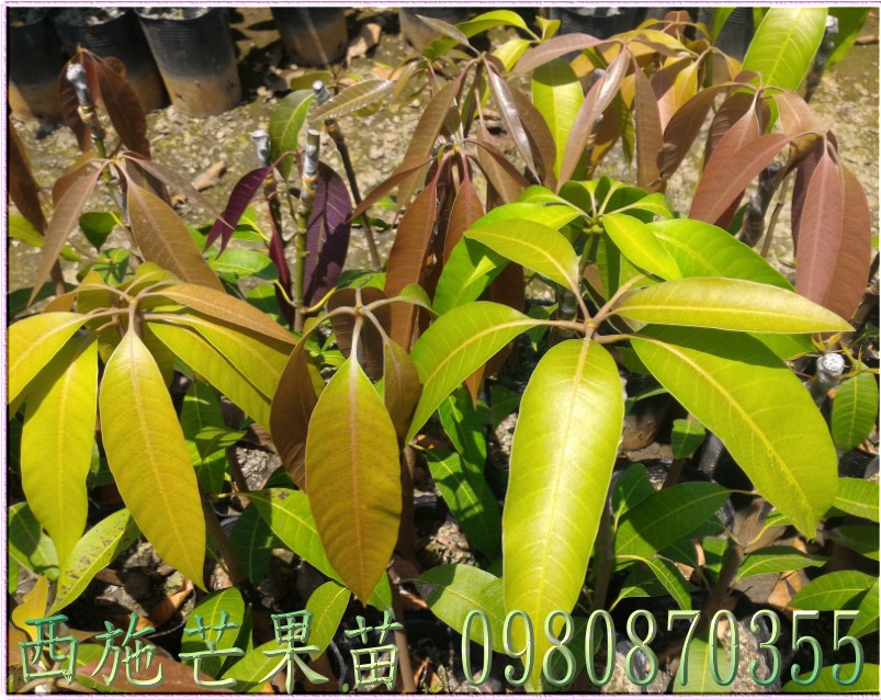 西施芒果樹苗買賣