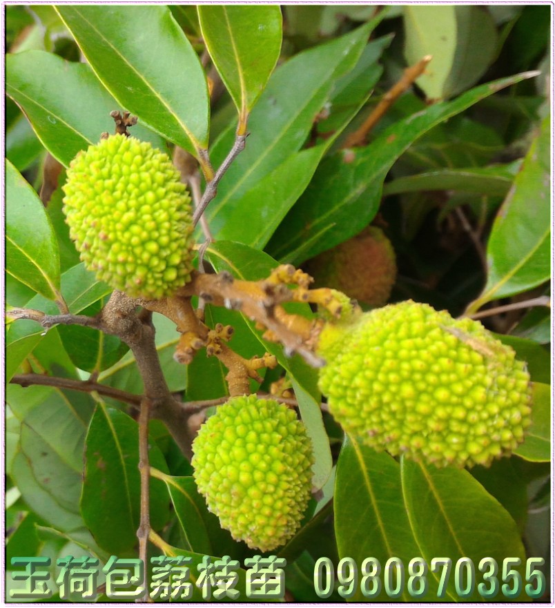 玉荷包荔枝苗,森聯茂種苗園,0980-870355,玉荷包荔枝樹苗,玉荷包荔枝果苗,玉荷包荔枝種苗,玉荷包荔枝苗買賣,玉荷包荔枝苗批發,荔枝苗,荔枝樹苗,荔枝苗買賣,荔枝苗批發