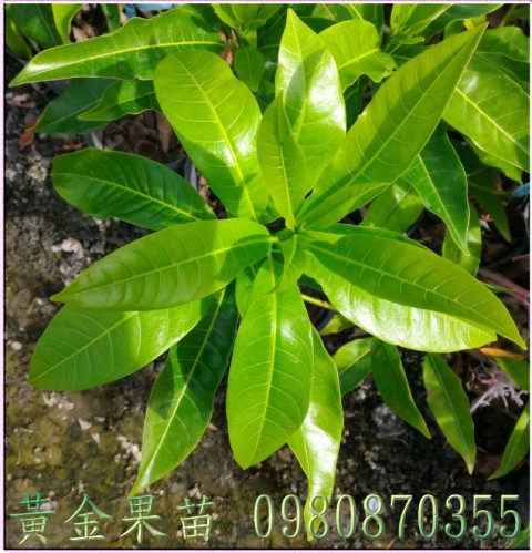 黃金果苗,森聯茂種苗園行動版網頁,0980-870355,黃金果樹苗,黃金果幼苗,黃金果果苗,黃金果種苗,黃金果苗買賣,黃金果苗批發