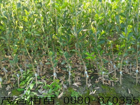 茂谷柑苗,森聯茂種苗園行動版網頁,0980-870355,茂谷柑樹苗,茂谷柑種苗,茂谷橘苗,茂谷柑,茂谷柑苗買賣,茂谷柑苗批發,茂谷柑苗出售