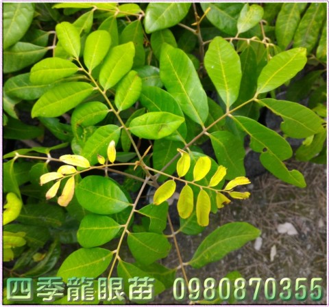 四季龍眼苗,森聯茂種苗園行動版網頁,0980-870355,四季龍眼樹苗,龍眼苗,龍眼樹苗,龍眼果苗,龍眼種苗,四季龍眼果苗,四季龍眼種苗,四季龍眼苗買賣,四季龍眼苗批發