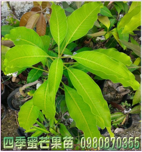 四季蜜芒果苗,四季蜜芒果樹苗,森聯茂種苗園行動版網頁,0980-870355,四季蜜芒果苗出售,四季蜜芒果種苗,四季蜜芒果果苗,芒果樹苗,芒果種苗,芒果果苗,芒果苗買賣,芒果苗批發