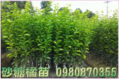 砂糖橘苗,森聯茂種苗園行動版網頁,0980-870355,砂糖橘種苗,砂糖橘果苗,砂糖橘樹苗,砂糖橘苗買賣,砂糖橘苗批發