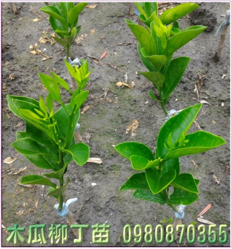 木瓜柳丁苗,木瓜蜜丁苗,0980870355,森聯茂種苗園行動版網頁,木瓜柳丁樹苗,木瓜蜜丁樹苗,木瓜柳丁果苗,木瓜蜜丁果苗,木瓜柳丁種苗,木瓜蜜丁種苗,木瓜柳丁苗買賣,木瓜蜜丁苗批發