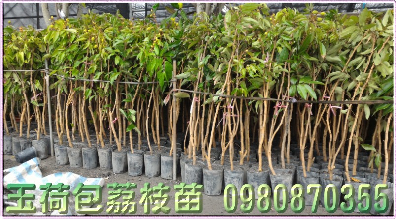 玉荷包荔枝苗批發,荔枝苗,荔枝樹苗,荔枝苗買賣,荔枝苗批發