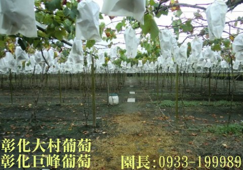 彰化大村葡萄,大村葡萄,0933-199989,大村巨峰葡萄,巨峰葡萄,葡萄,葡萄團購,大村葡萄果園,彰化大村巨峰葡萄,萄花園葡萄