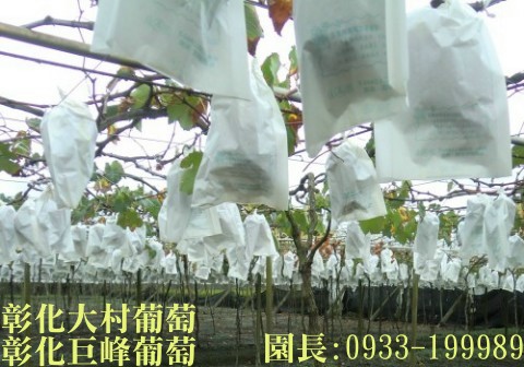 彰化大村葡萄,大村葡萄,0933-199989,大村巨峰葡萄,巨峰葡萄,葡萄,葡萄團購,大村葡萄果園,彰化大村巨峰葡萄,萄花園葡萄