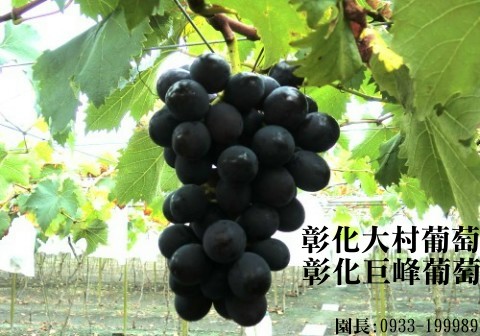 彰化大村葡萄,大村葡萄,0933-199989,大村巨峰葡萄,巨峰葡萄,葡萄,葡萄團購,大村葡萄果園,彰化大村巨峰葡萄,萄花園葡萄