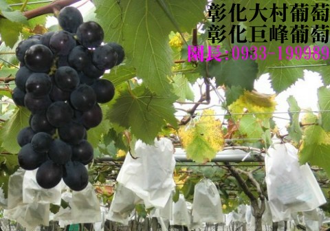 彰化大村葡萄,大村葡萄,0933-199989,大村巨峰葡萄,巨峰葡萄,葡萄,葡萄團購,大村葡萄果園,彰化大村巨峰葡萄,萄花園葡萄