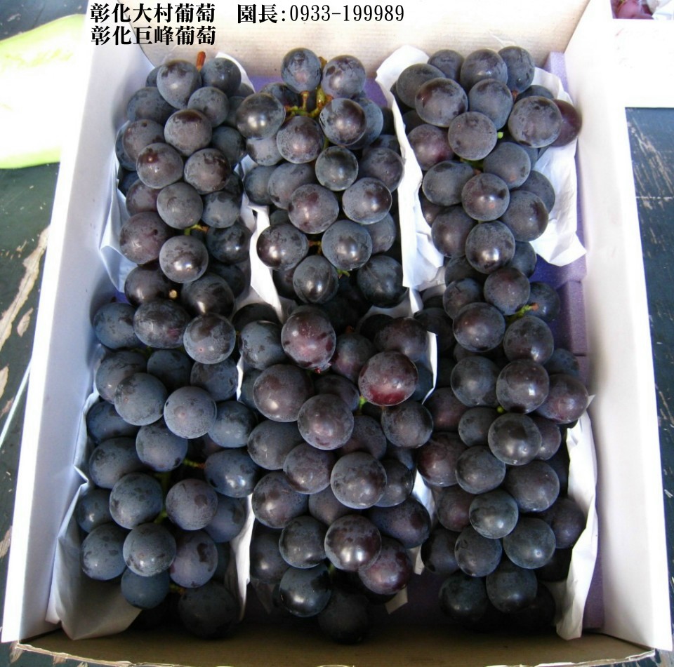 彰化大村葡萄,大村葡萄,0933-199989,大村巨峰葡萄,巨峰葡萄,葡萄,葡萄團購,大村葡萄果園,彰化大村巨峰葡萄,萄花園葡萄