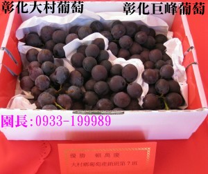 彰化大村葡萄,大村葡萄,0933-199989,大村巨峰葡萄,巨峰葡萄,葡萄,葡萄團購,大村葡萄果園,彰化大村巨峰葡萄,萄花園葡萄