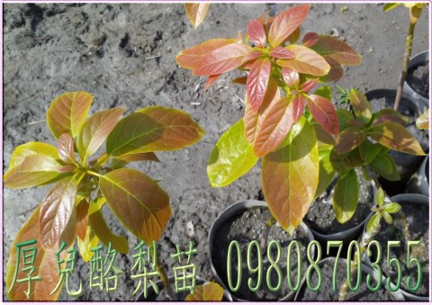 酪梨種苗