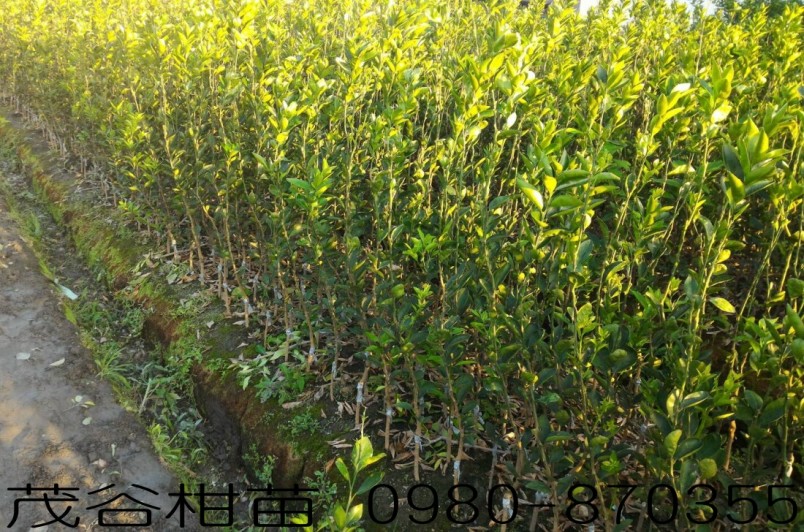 茂谷柑苗,森聯茂種苗園,0980-870355,茂谷柑樹苗,茂谷柑種苗,茂谷橘苗,茂谷柑,茂谷柑苗買賣,茂谷柑苗批發,茂谷柑苗出售