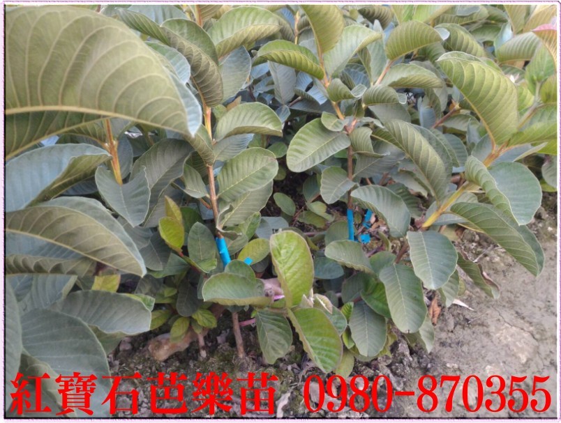 紅寶石芭樂苗,紅寶石芭樂樹苗,紅寶石芭樂果苗,紅寶石芭樂幼苗,森聯茂種苗園,0980-870355,紅寶石芭樂苗買賣,紅寶石芭樂苗批發,芭樂苗,土芭樂苗