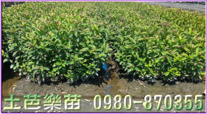 芭樂苗,土芭樂苗,珍珠芭樂苗,芭樂樹苗,芭樂果苗,芭樂幼苗,芭樂頭,土芭樂頭,土拔苗,土拔頭,拔樂苗,番石榴苗,水果苗,果樹苗