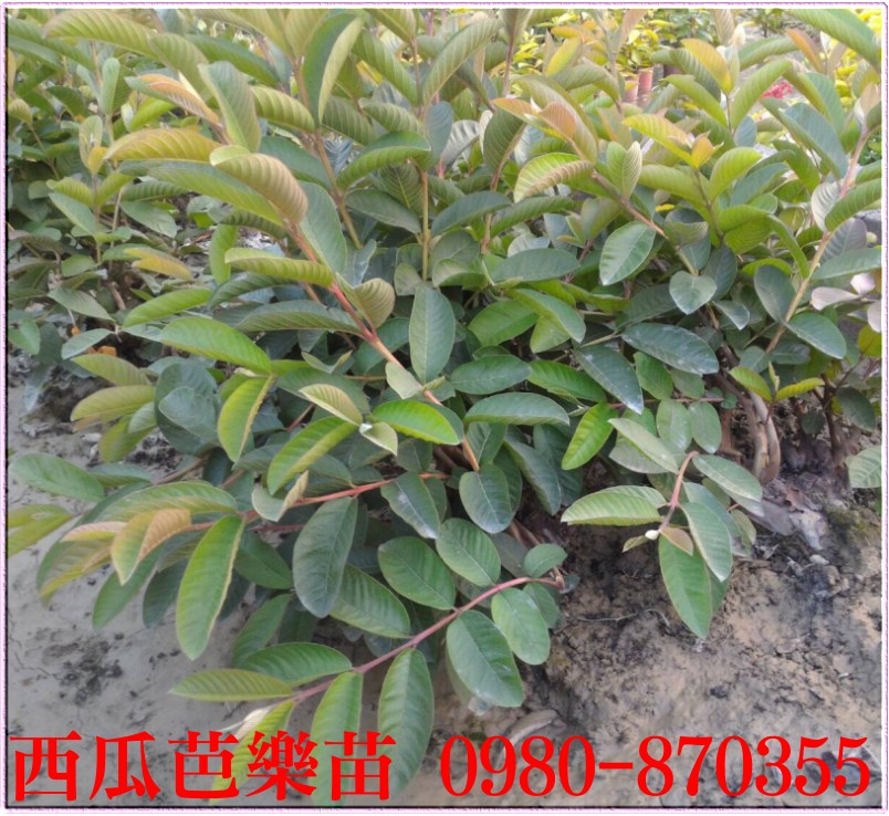 西瓜芭樂苗,西瓜芭樂樹苗,西瓜芭樂果苗,西瓜芭樂幼苗,森聯茂種苗園,0980-870355,西瓜芭樂苗買賣,西瓜芭樂苗批發,芭樂苗,土芭樂苗