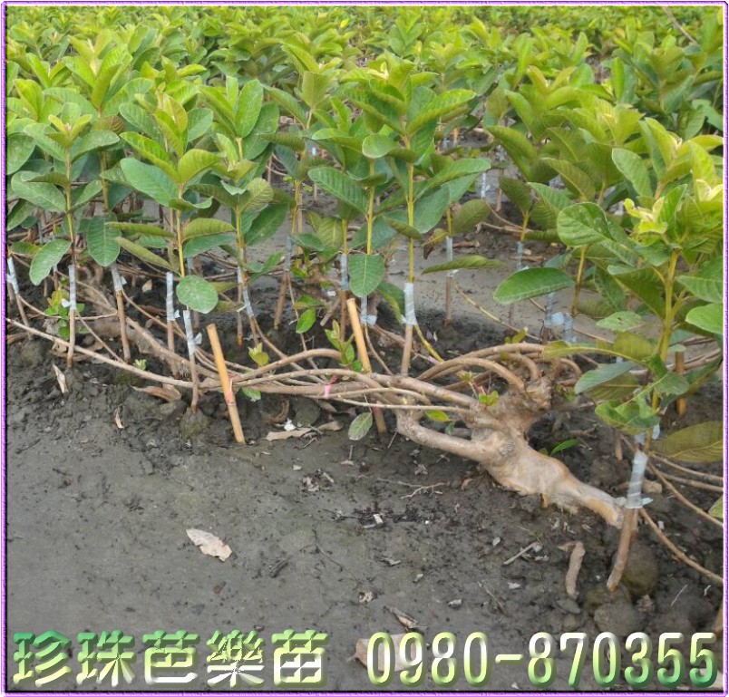 珍珠芭樂苗,珍珠芭樂樹苗,珍珠芭樂果苗,珍珠芭樂幼苗,森聯茂種苗園,0980-870355,珍珠芭樂苗買賣,珍珠芭樂苗批發,芭樂苗,土芭樂苗