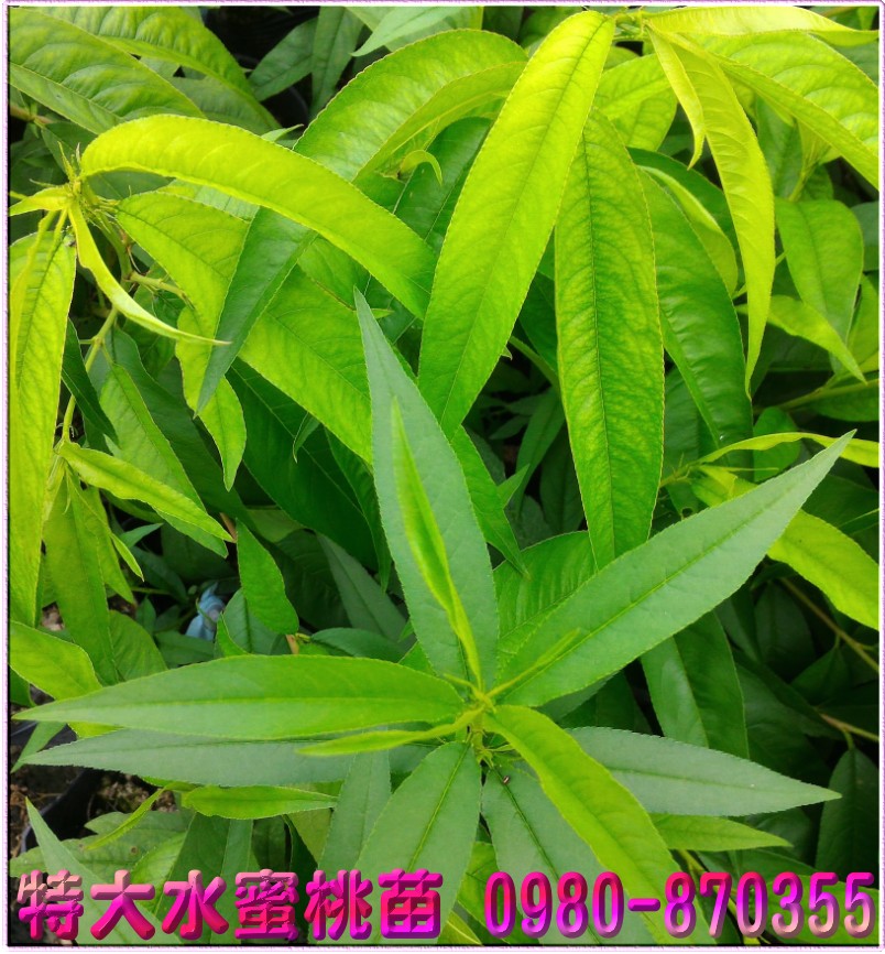 特大水蜜桃種苗