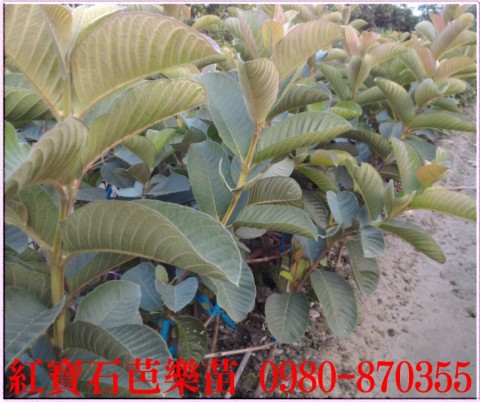紅寶石芭樂果苗