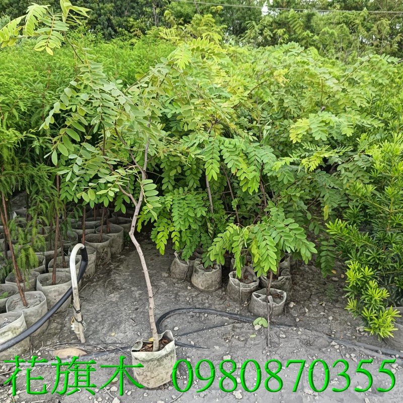 花旗木、盆栽、泰國櫻花,歡迎光臨批發買賣。