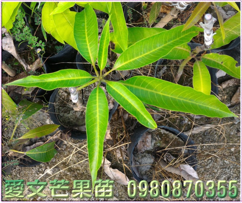 愛文芒果苗,愛文芒果樹苗,森聯茂種苗園,0980-870355,愛文芒果苗出售,愛文芒果種苗,愛文芒果果苗,芒果樹苗,芒果種苗,芒果果苗,芒果苗買賣,芒果苗批發