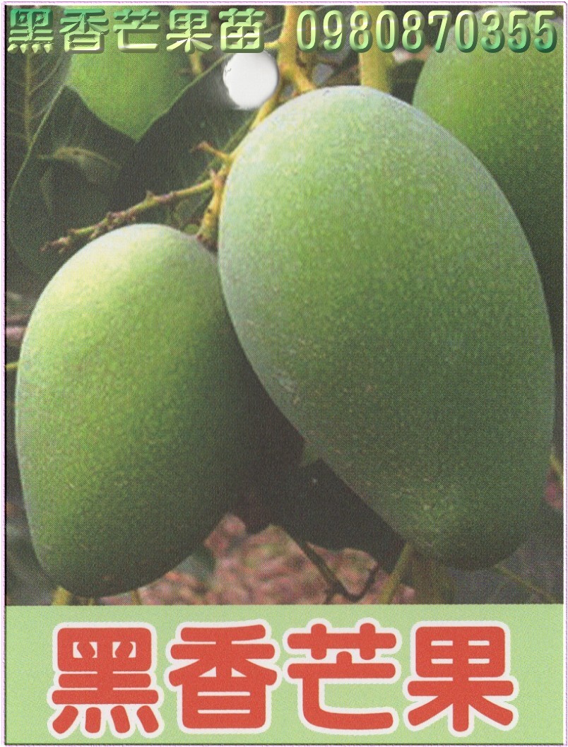 黑香芒果苗,黑香芒果樹苗,黑香芒果苗出售,黑香芒果種苗,黑香芒果果苗,芒果樹苗,芒果種苗,芒果果苗,芒果苗買賣,芒果苗批發