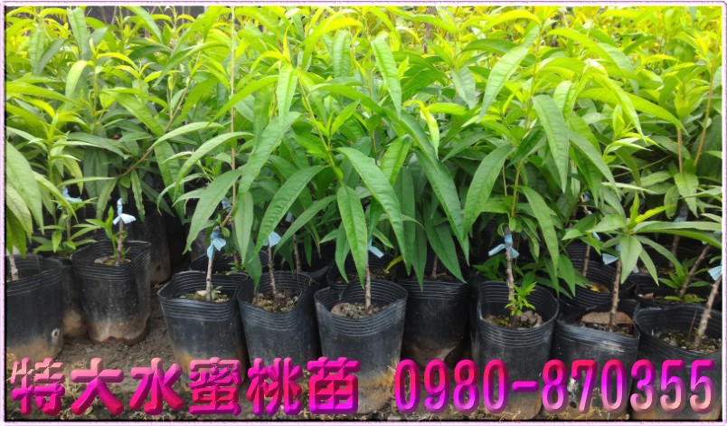 特大水蜜桃苗,水蜜桃苗,森聯茂種苗園,0980-870355,特大水蜜桃種苗,特大水蜜桃果苗,特大水蜜桃樹苗,特大水蜜桃苗買賣,特大水蜜桃苗批發