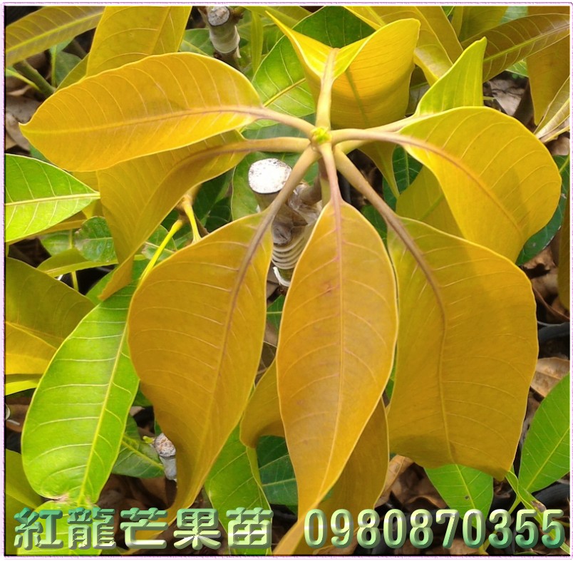 紅龍芒果苗,紅龍芒果樹苗,森聯茂種苗園,0980-870355,紅龍芒果苗出售,紅龍芒果種苗,紅龍芒果果苗,芒果樹苗,芒果種苗,芒果果苗,芒果苗買賣,芒果苗批發