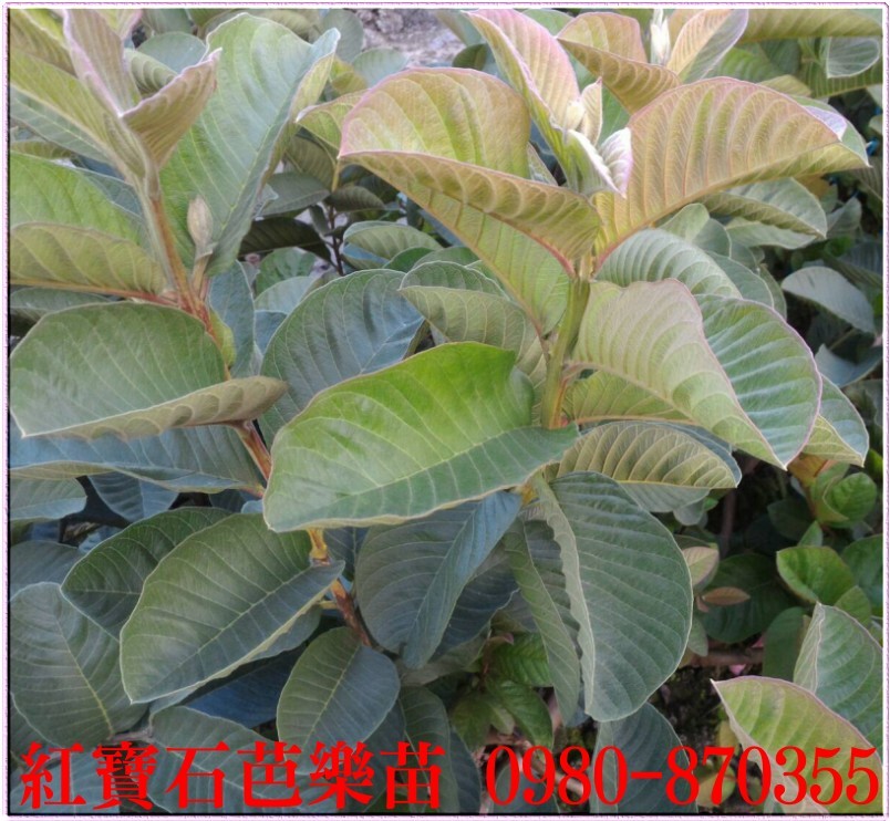 紅寶石芭樂樹苗