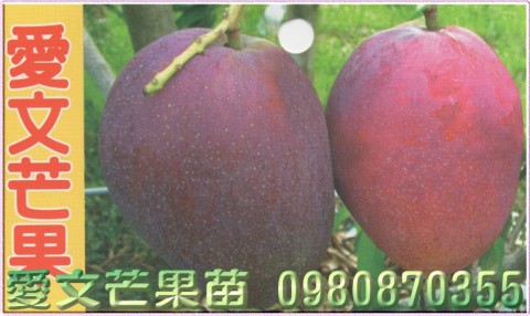 芒果樹苗,芒果種苗,芒果果苗,芒果苗買賣,芒果苗批發