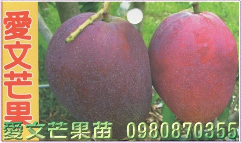 愛文芒果苗,愛文芒果樹苗,愛文芒果苗出售,愛文芒果種苗,愛文芒果果苗,芒果樹苗,芒果種苗,芒果果苗,芒果苗買賣,芒果苗批發