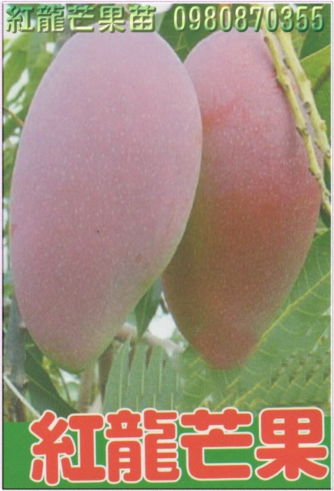 紅龍芒果苗,紅龍芒果樹苗,紅龍芒果苗出售,紅龍芒果種苗,紅龍芒果果苗,芒果樹苗,芒果種苗,芒果果苗,芒果苗買賣,芒果苗批發