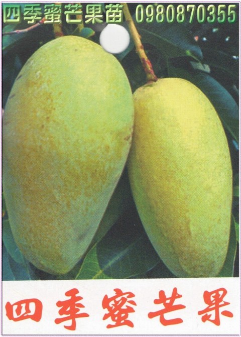 四季蜜芒果苗,四季芒果苗,四季蜜芒果樹苗,四季蜜芒果苗出售,四季蜜芒果種苗,四季蜜芒果果苗,四季芒果樹苗,四季芒果苗出售,四季芒果種苗,四季芒果果苗,芒果樹苗,芒果種苗,芒果果苗,芒果苗買賣,芒果苗批發