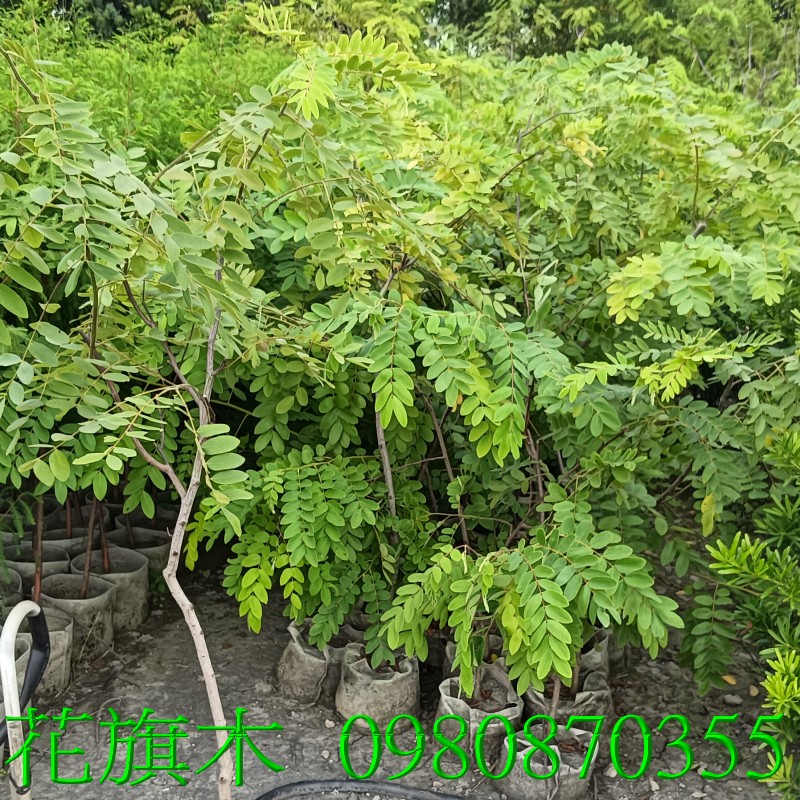位於彰化縣永靖鄉,森聯茂果樹苗種苗園,0980870355.專業經營:花旗木、盆栽、泰國櫻花、水果樹苗、花草、草皮、景觀樹,歡迎光臨批發買賣。