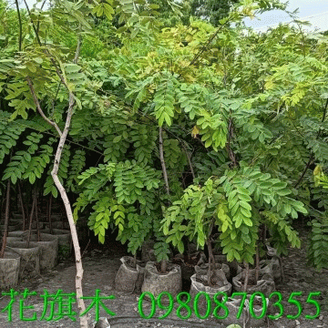 花旗木苗