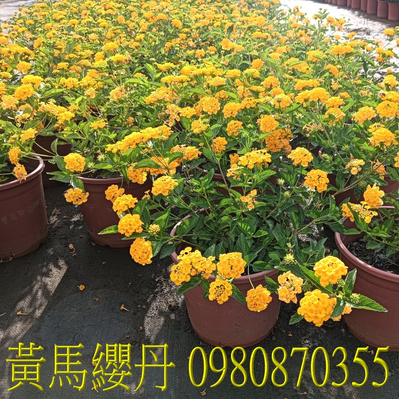 馬纓丹、位於彰化縣永靖鄉,森聯茂果樹苗種苗園,0980870355.專業經營:馬纓丹、盆栽、園藝花卉、水果幼苗、草花、草皮、景觀樹、庭園樹,歡迎光臨批發買賣。