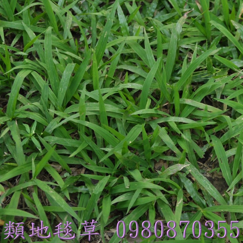 百慕達草,草皮買賣,田尾草皮買賣,中部草皮買賣